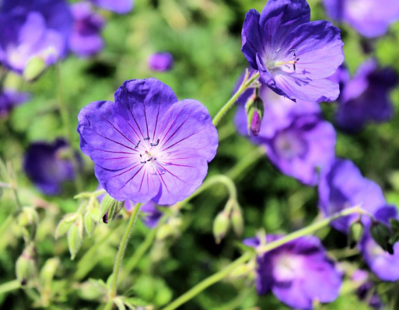 4247-geranium-orion