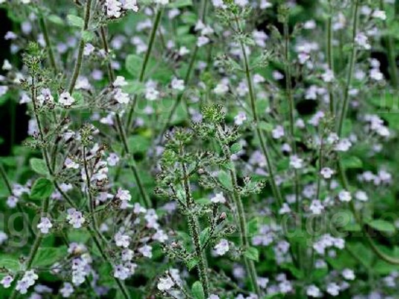 4302-calamintha-nepeta-blue-cloud