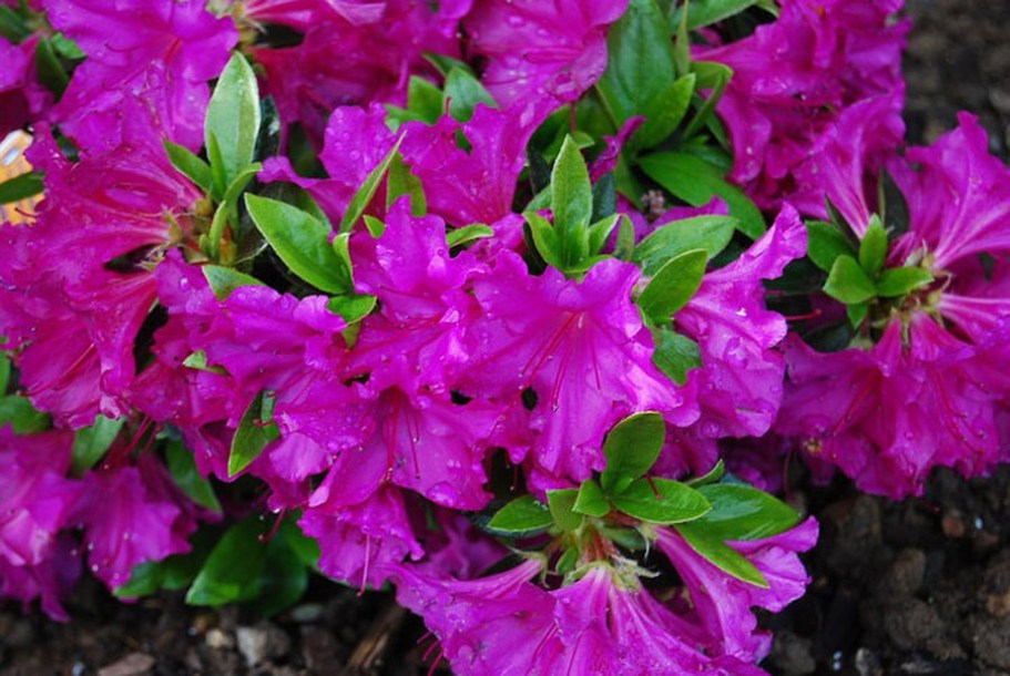 4345-azalea-geisha-purple