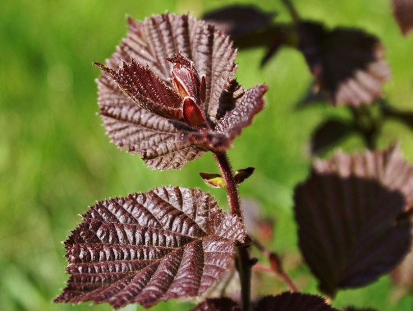 435-corylus-maxima-purpurea