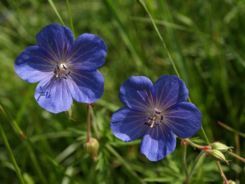 4363-geranium-pratense-summer-skies