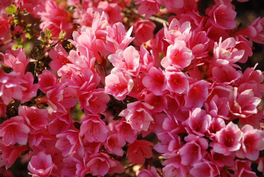 4421-azalea-anouk