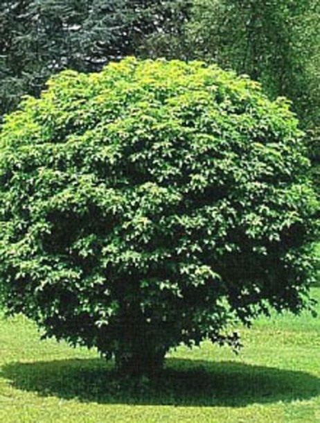 4474-liquidambar-gumball