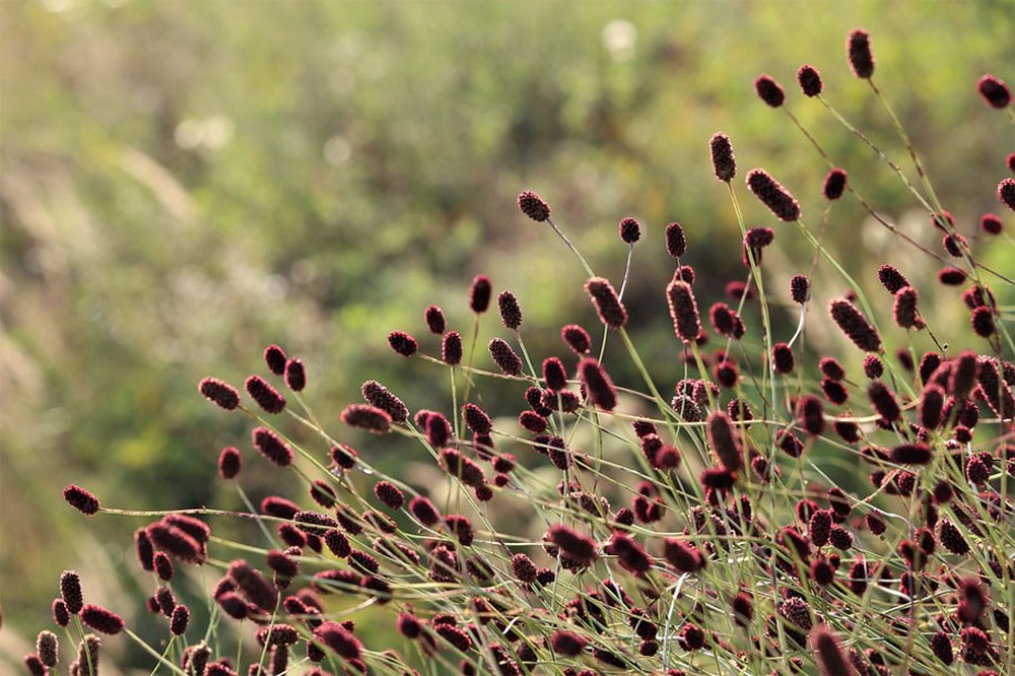 4487-sanguisorba-officinalis-red-thunder