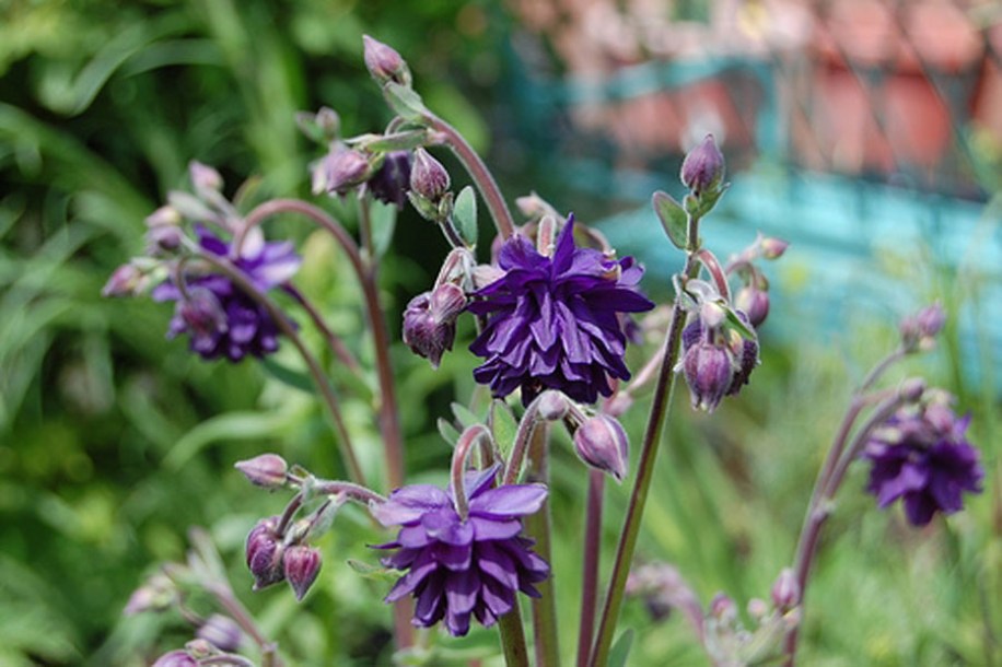 (c) faroutflora