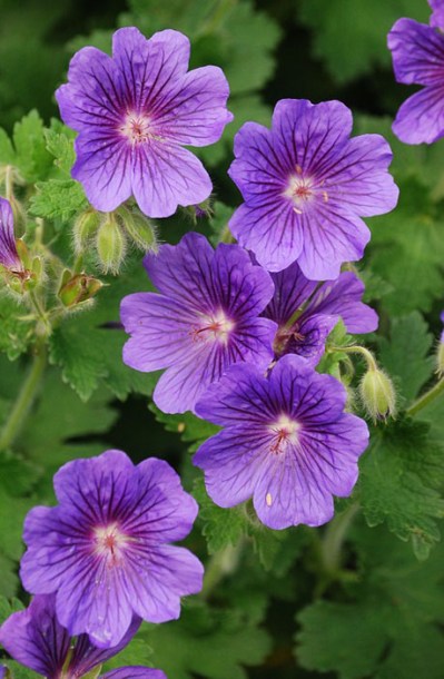 4514-geranium-blue-blood