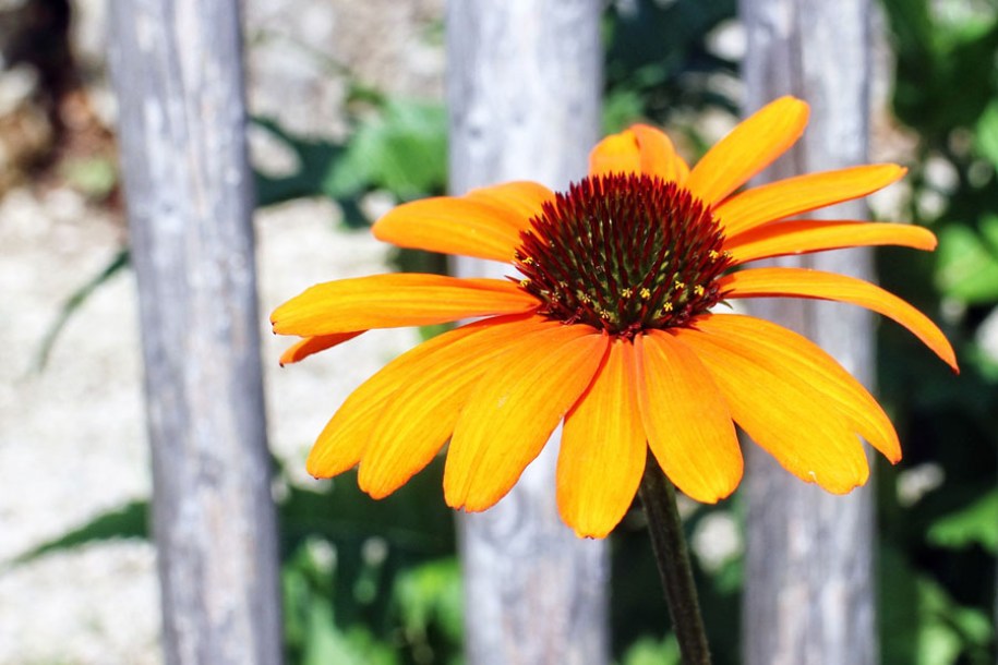 4556-echinacea-purpur-alhoa