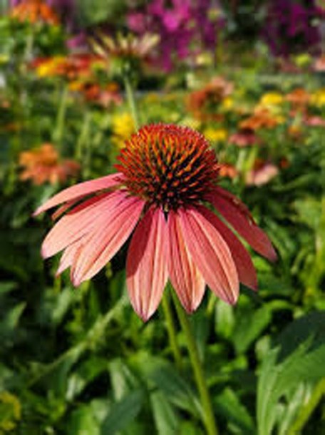 4579-echinacea-hot-summer