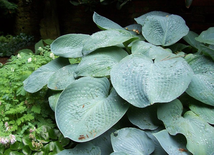 4585-hosta-big-mama