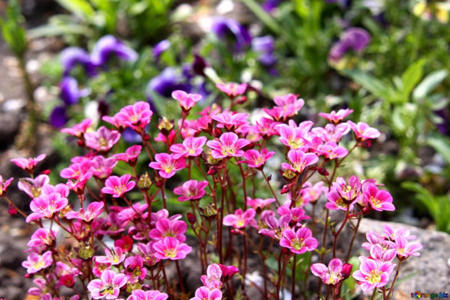4586-saxifrage-saxifraga-peter-pan