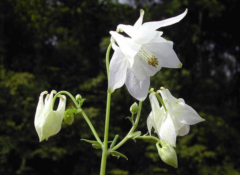 4590-Aquilegia_vulgaris_nivea
