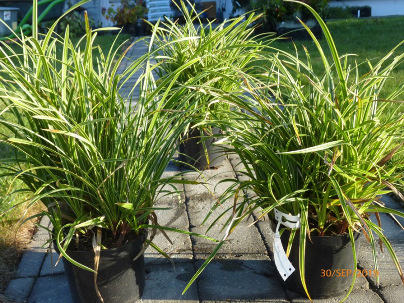 4597-Carex-Ice-Dance