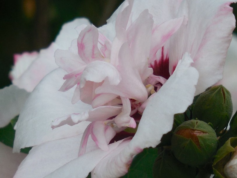 4614-hibiscus-speciosus