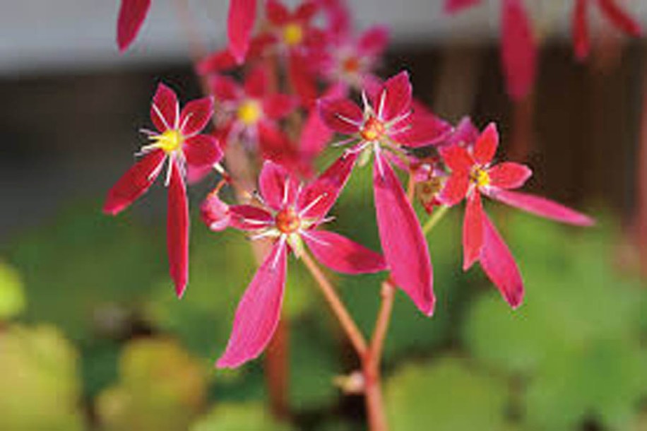 4625-saxifraga-cortusifolia-black-ruby