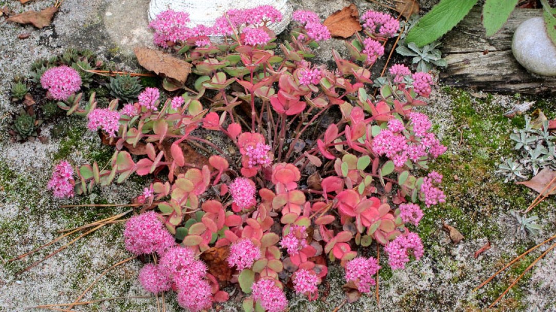 (c) cultivar413