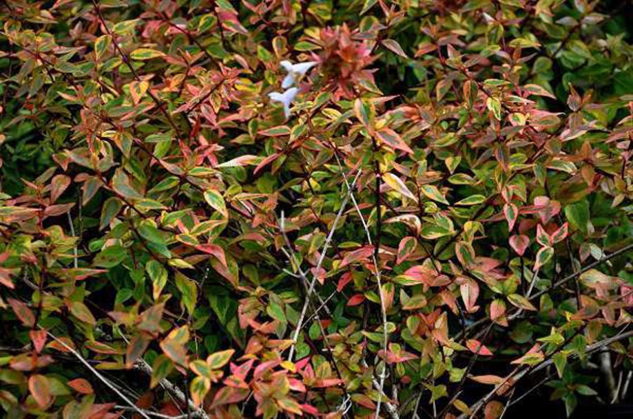 4699-abelia-grandiflora-kaleidoscope-1