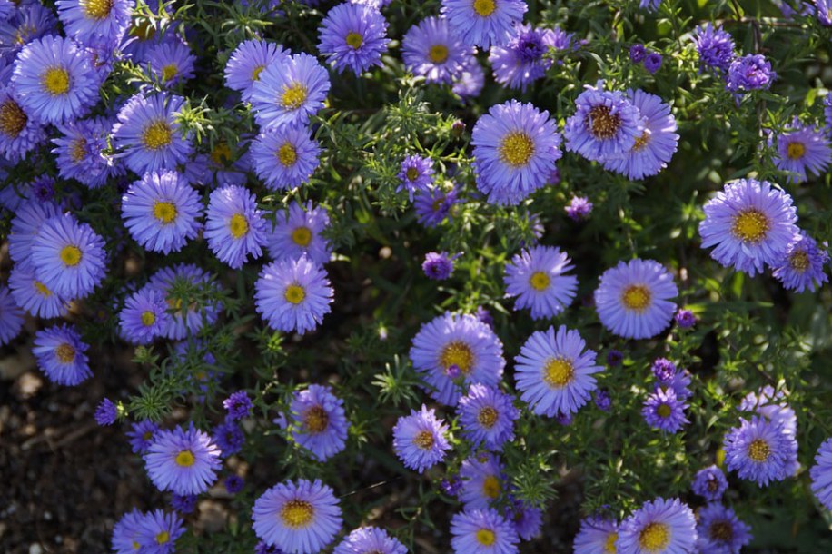 4719-aster-island-barbados