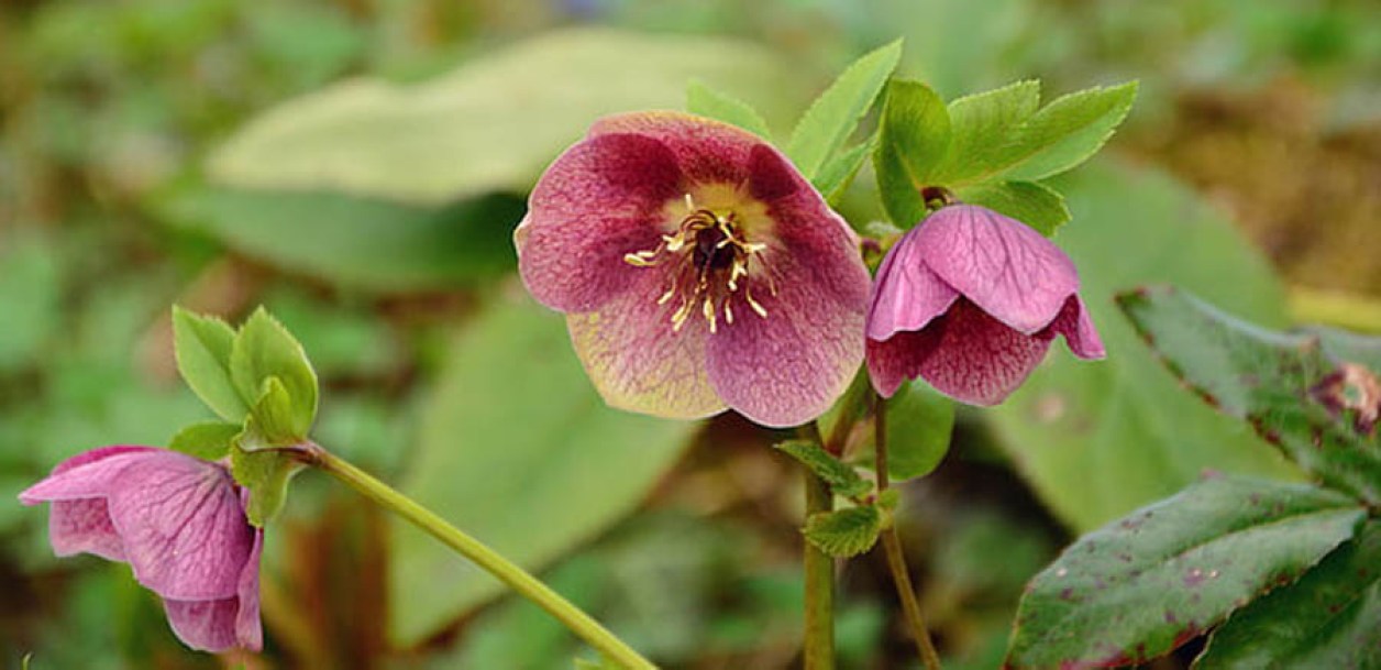 4740-helleborus-pretty-ellen-pink