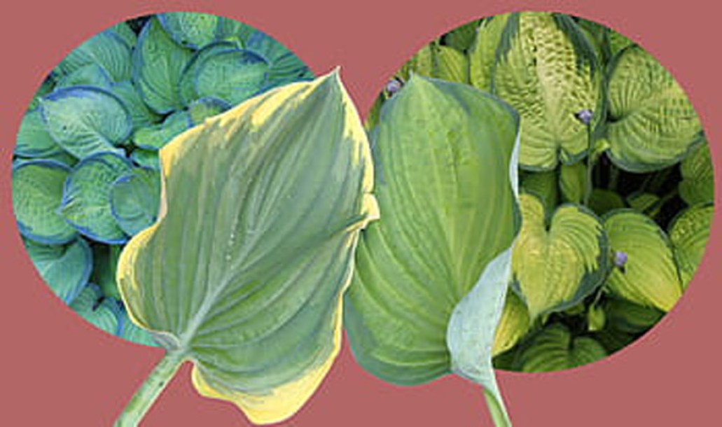 4765-Hosta-fragant-bouquet