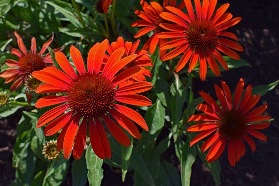 4772-echinacea-hot-lava
