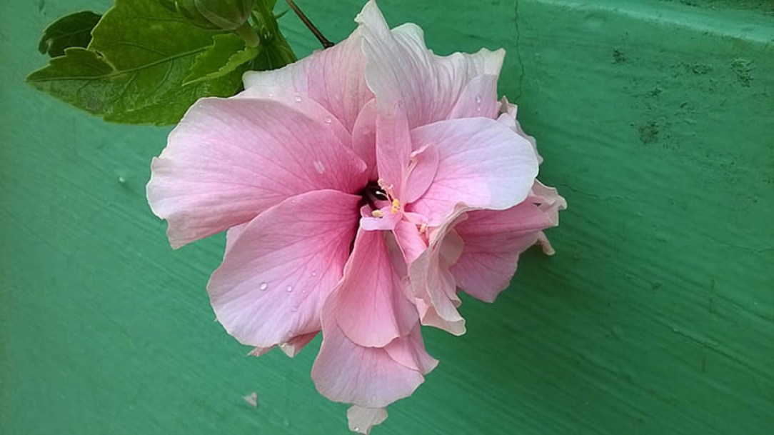 4815-hibiscus-leopoldii