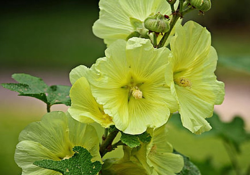 4820-Alcea-rosea-jaune