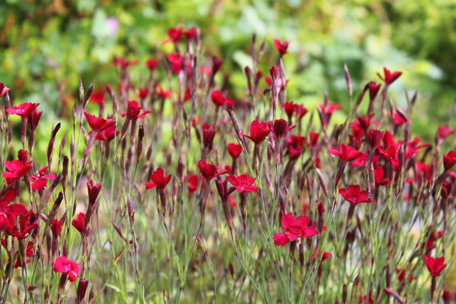 4835-dianthus-flashing-light