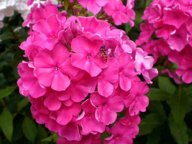 4837-phlox-paniculata-tenor