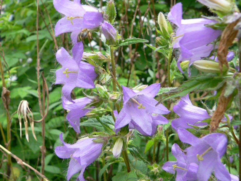 4856-campanula-lact-senior
