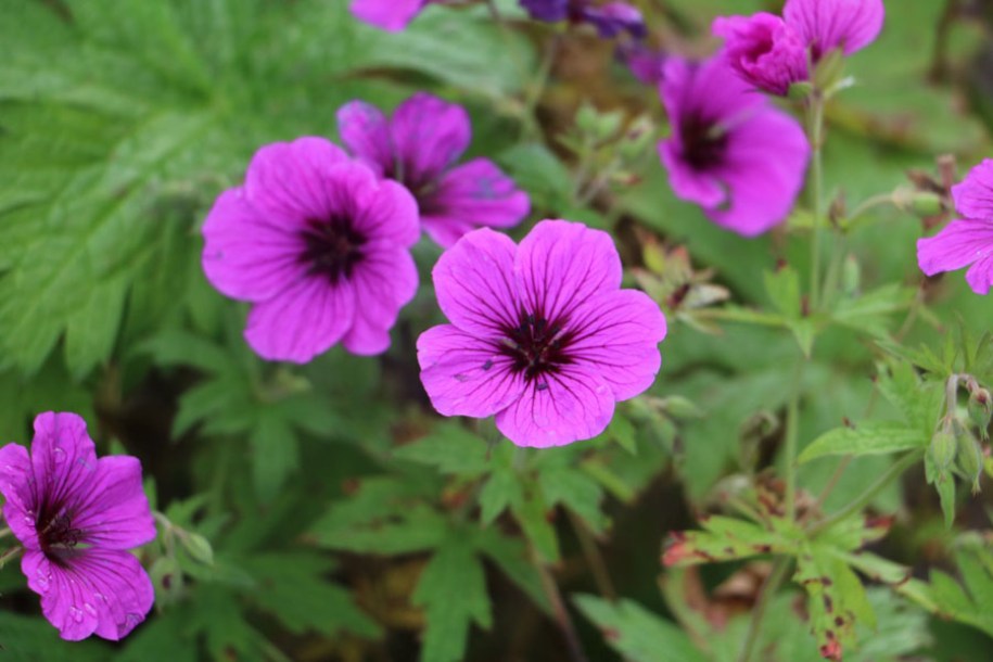 4864-geranium-dragon-heart