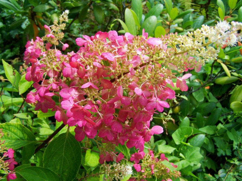 4910-hydrangea-pinky-winky