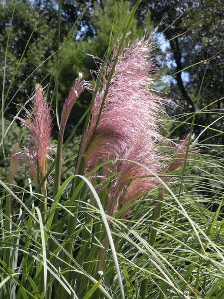 4914-cortaderia-rosea