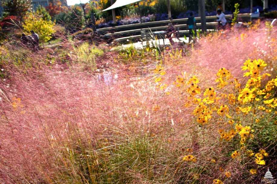 4933-Muhlenbergia-capillaris