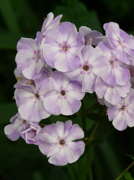 4975-phlox-paniculata-flame-lilac-star