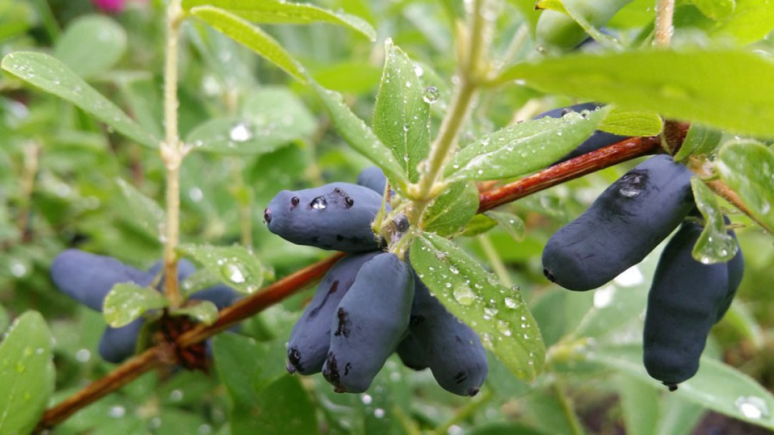 4982-lonicera-caerulea-morena