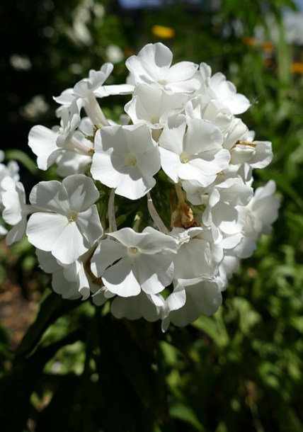 4994-phlox-paniculata-Tiara