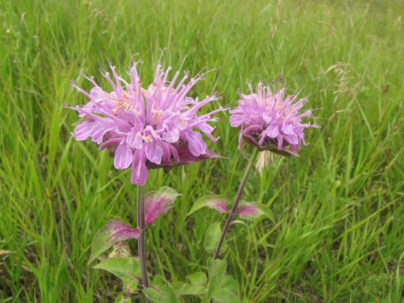 5010-monarda-fistulosa