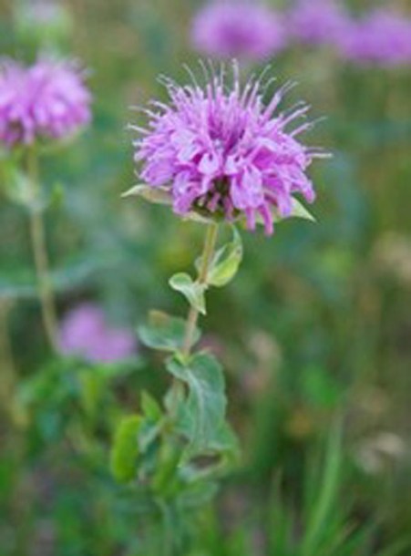 5011-monarda-fistulosa-menthaefolia