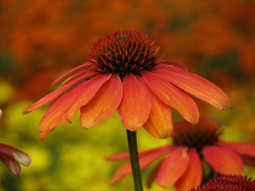 5085-echinacea-tiki-torch