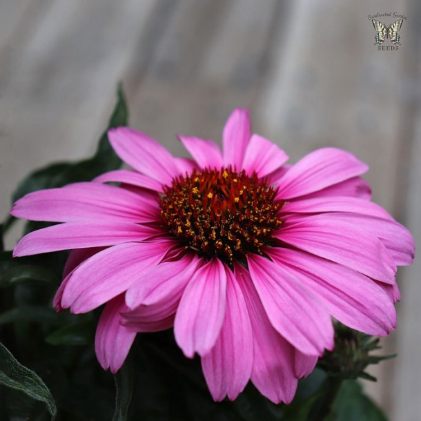 5089-echinacea-magnus-supervisor