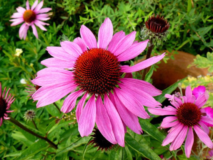 5105-echinacea-fatal-attraction