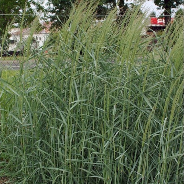 5124-panicum-prairie-sky