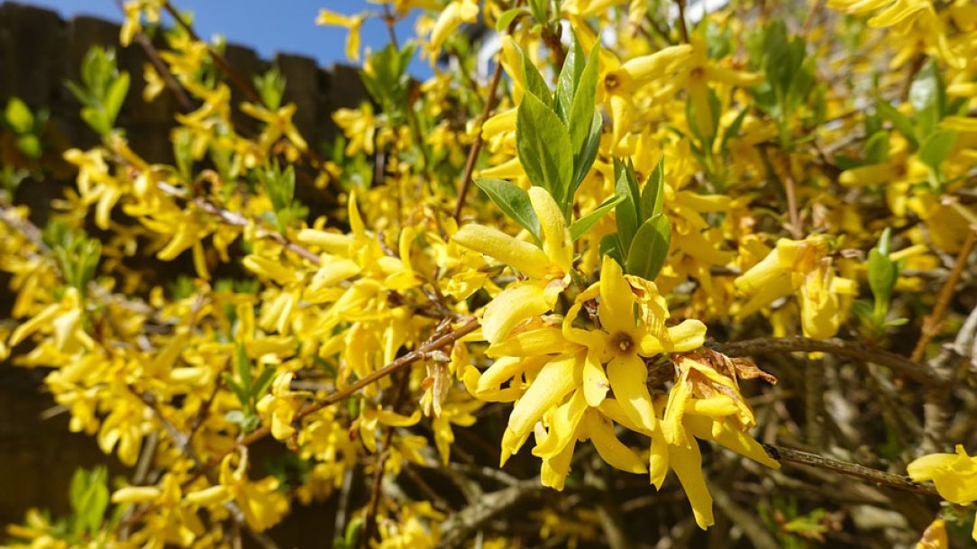 5146-forsythia-lyndwood-gold