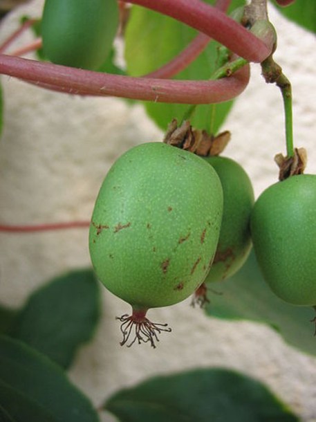 5189-actinidia-arguta-issai
