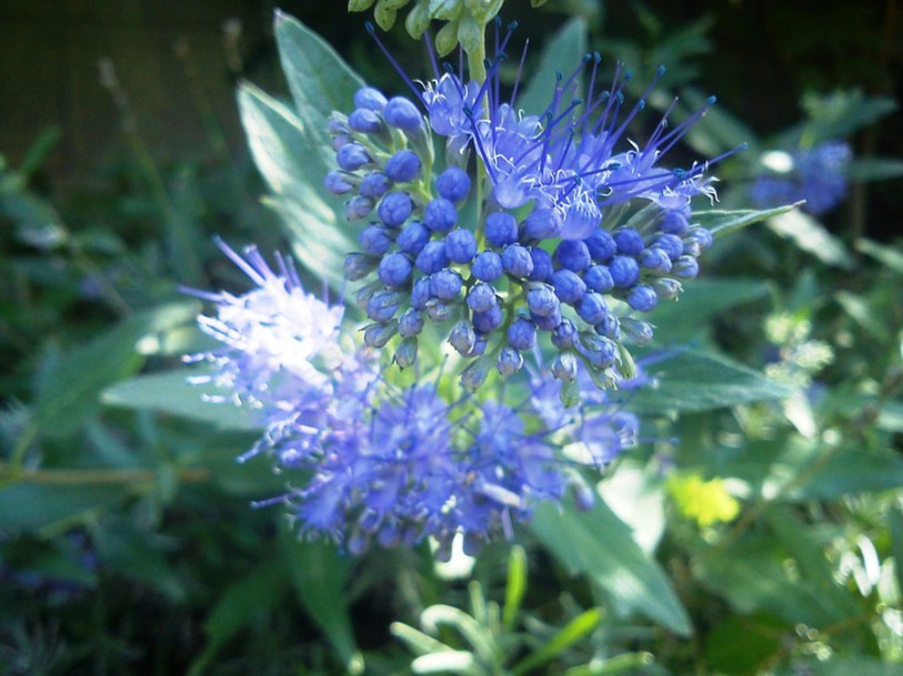 5190-caryopteris-grand-bleu