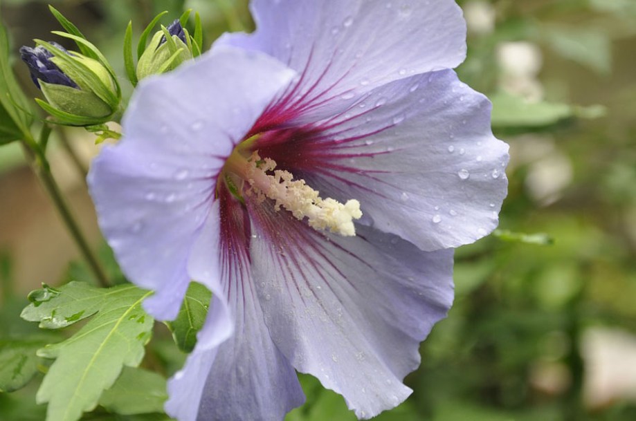 5237-hibiscus-oiseau-bleu