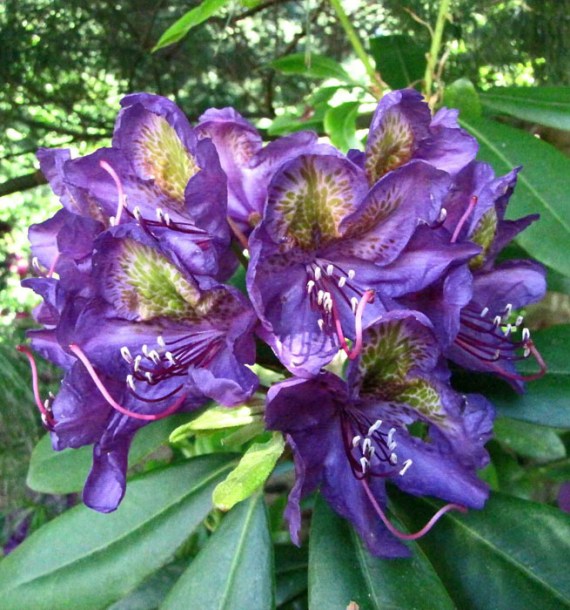 5260-rhododendron-hybride-marcel-menard