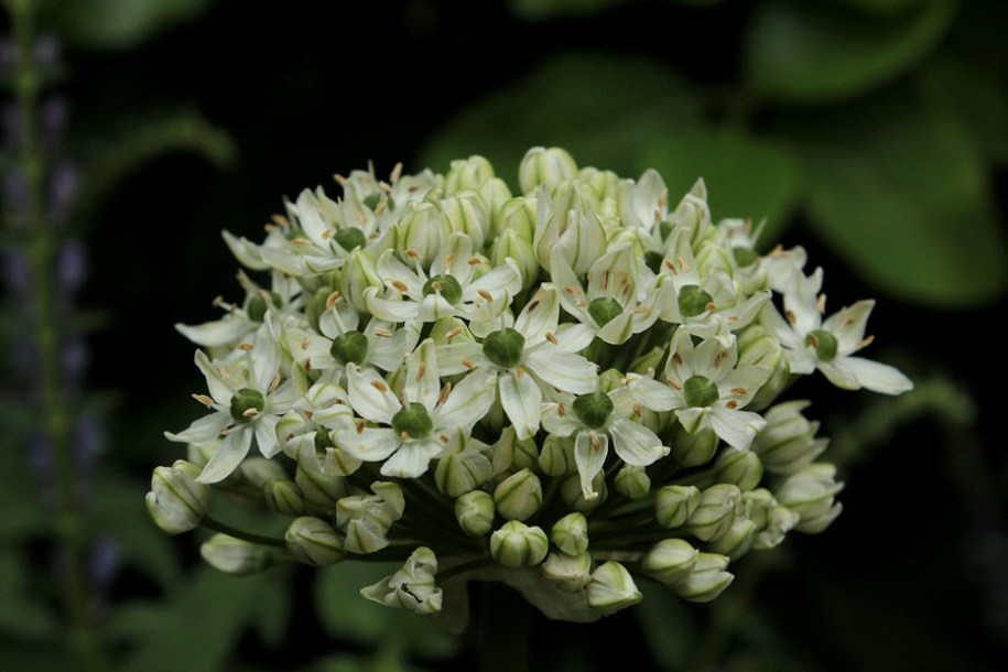 5272-allium-nigrum