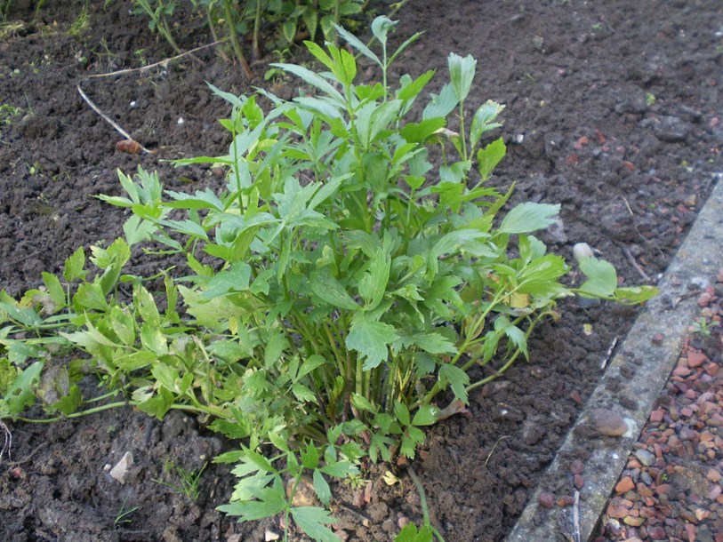 531-levisticum-officinale