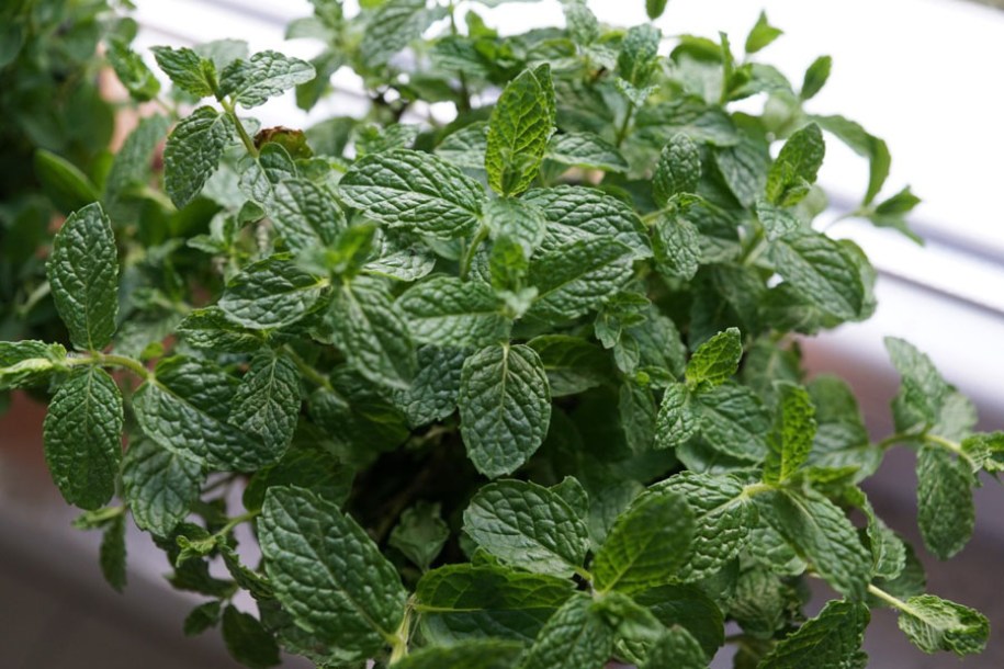 5427-mentha-spicata-moroccan